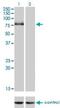 Cadherin 6 antibody, H00001004-M05, Novus Biologicals, Western Blot image 