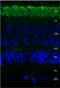 Rhodopsin antibody, 56481, QED Bioscience, Immunohistochemistry paraffin image 