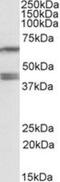 Paraoxonase 2 antibody, NBP1-52005, Novus Biologicals, Western Blot image 