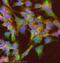 Ribosomal Protein L5 antibody, ab86863, Abcam, Immunocytochemistry image 
