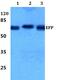 Tripartite Motif Containing 25 antibody, PA5-75252, Invitrogen Antibodies, Western Blot image 