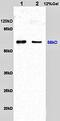 Cell Division Cycle Associated 8 antibody, orb100830, Biorbyt, Western Blot image 