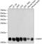 Small Nuclear Ribonucleoprotein Polypeptide F antibody, GTX65570, GeneTex, Western Blot image 