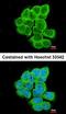 Regulator Of G Protein Signaling 17 antibody, orb73627, Biorbyt, Immunocytochemistry image 
