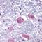 Parathyroid Hormone 2 Receptor antibody, PA1-32534, Invitrogen Antibodies, Immunohistochemistry paraffin image 