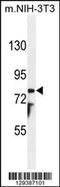 Patched Domain Containing 1 antibody, 55-821, ProSci, Western Blot image 