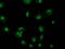 CUB Domain Containing Protein 1 antibody, TA502173, Origene, Immunofluorescence image 