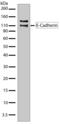 Cadherin 1 antibody, 710161, Invitrogen Antibodies, Western Blot image 