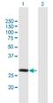 NSE1 Homolog, SMC5-SMC6 Complex Component antibody, H00197370-B01P, Novus Biologicals, Western Blot image 