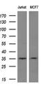 MAGE Family Member A3 antibody, MA5-26491, Invitrogen Antibodies, Western Blot image 