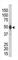 Phosphorylase Kinase Catalytic Subunit Gamma 2 antibody, abx033250, Abbexa, Western Blot image 