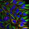 MLP antibody, M04133, Boster Biological Technology, Immunofluorescence image 