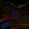 ELN antibody, HPA056941, Atlas Antibodies, Immunofluorescence image 