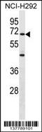 Zinc Finger Protein 568 antibody, 59-743, ProSci, Western Blot image 