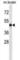 Lymphotoxin Beta Receptor antibody, abx028536, Abbexa, Western Blot image 