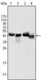 Apolipoprotein A4 antibody, M01973, Boster Biological Technology, Western Blot image 