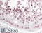 PATJ Crumbs Cell Polarity Complex Component antibody, 45-772, ProSci, Immunohistochemistry frozen image 
