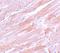 Isocitrate Dehydrogenase (NADP(+)) 2, Mitochondrial antibody, A00510, Boster Biological Technology, Immunohistochemistry frozen image 