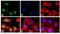 Mpf antibody, GTX13593, GeneTex, Immunofluorescence image 