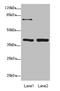 Programmed Cell Death 2 Like antibody, LS-C676228, Lifespan Biosciences, Western Blot image 