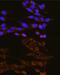 Dynamin 2 antibody, GTX33165, GeneTex, Immunofluorescence image 