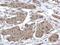 Valosin Containing Protein antibody, PA5-27323, Invitrogen Antibodies, Immunohistochemistry frozen image 