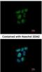 Nuclear Receptor Subfamily 0 Group B Member 2 antibody, NBP1-33597, Novus Biologicals, Immunofluorescence image 