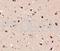 CD13 antibody, 691562, Progen Biotechnik GmbH, Flow Cytometry image 