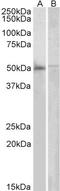 Docking Protein 3 antibody, LS-B5699, Lifespan Biosciences, Western Blot image 
