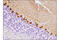 Calcium/Calmodulin Dependent Protein Kinase II Alpha antibody, 50049S, Cell Signaling Technology, Immunohistochemistry paraffin image 