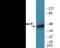 Caspase 9 antibody, EKC1977, Boster Biological Technology, Western Blot image 