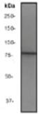TANK Binding Kinase 1 antibody, ab40676, Abcam, Western Blot image 
