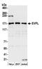 Envoplakin antibody, NBP2-59098, Novus Biologicals, Western Blot image 