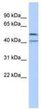 Zinc Finger Protein 566 antibody, TA345463, Origene, Western Blot image 