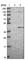 Protein Phosphatase, Mg2+/Mn2+ Dependent 1L antibody, HPA019891, Atlas Antibodies, Western Blot image 