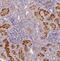 Hydroxylysine Kinase antibody, NBP1-81299, Novus Biologicals, Immunohistochemistry frozen image 