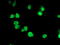 Phosphodiesterase 4B antibody, TA503439, Origene, Immunofluorescence image 
