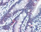 Caspase 6 antibody, 51-097, ProSci, Immunohistochemistry paraffin image 