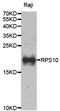Ribosomal Protein S10 antibody, A06898, Boster Biological Technology, Western Blot image 