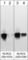 NLR Family CARD Domain Containing 4 antibody, NM5491, ECM Biosciences, Western Blot image 