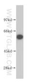 Asparaginyl-TRNA Synthetase antibody, 14882-1-AP, Proteintech Group, Western Blot image 