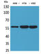 Protein Disulfide Isomerase Family A Member 3 antibody, STJ96585, St John