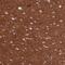 Ankyrin-2 antibody, NBP2-34023, Novus Biologicals, Immunohistochemistry paraffin image 