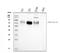 PVR Cell Adhesion Molecule antibody, M00664-3, Boster Biological Technology, Western Blot image 