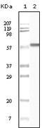 Casein Kinase 1 Alpha 1 antibody, 32-137, ProSci, Enzyme Linked Immunosorbent Assay image 