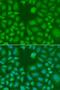 TLE Family Member 5, Transcriptional Modulator antibody, GTX32426, GeneTex, Immunofluorescence image 