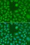 Amino-terminal enhancer of split antibody, GTX32426, GeneTex, Immunofluorescence image 