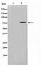 T-Box 3 antibody, TA347528, Origene, Western Blot image 