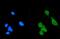 Death Domain Associated Protein antibody, PB9550, Boster Biological Technology, Immunofluorescence image 