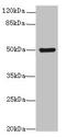 Keratin 80 antibody, MBS7001967, MyBioSource, Western Blot image 